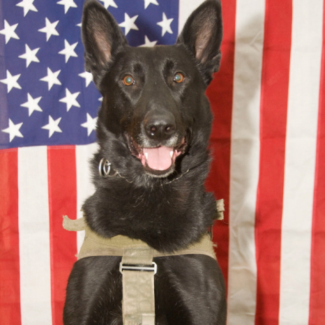 Belgian Malinois Kay, a former US Army Rangers Multi-Purpose Canine,, pictured in his vest against an American flag